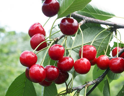 Вишня «Молодежная» – самоплодный и скороплодный сорт