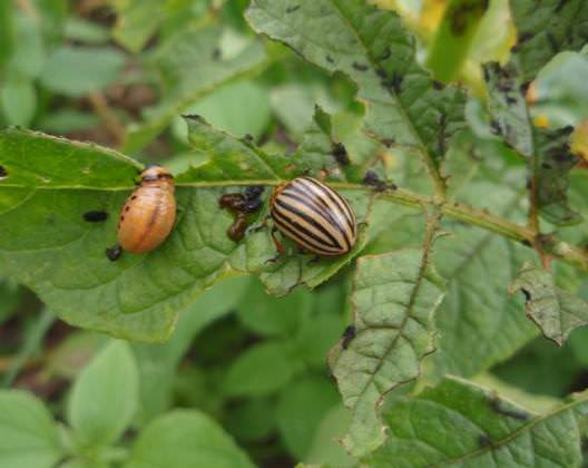 Картофель «Свитанок киевский» необходимо обрабатывать от вредителей