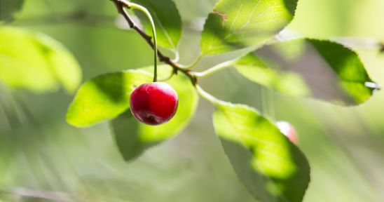 Вишня не плодоносит из-за отсутствия насекомых-опылителей