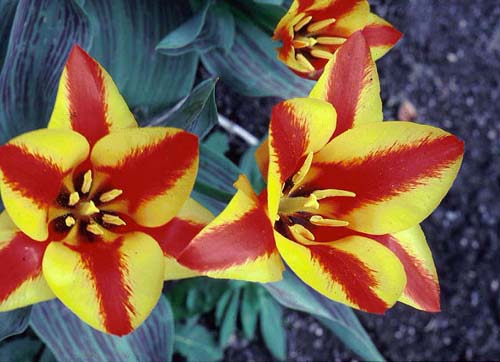 Такие разные тюльпаны