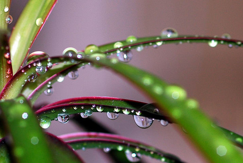 Необходимо регулярно осуществлять опрыскивание листьев драцены