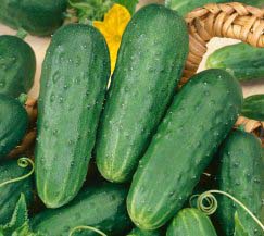 Огурец – всем известная овощная культура