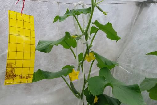 Для борьбы с вредоносными насекомыми в теплице применяют клеевые ловушки желтого цвета