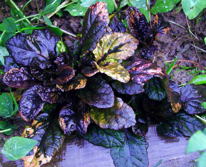 Размножается живучка ползучая семенами и дочерними розетками