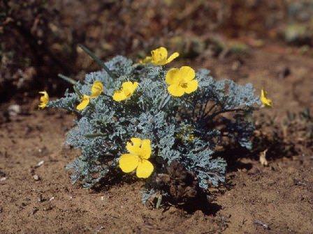 Эшшольция – удивительное однолетнее растение, ухаживать за которым совсем несложно