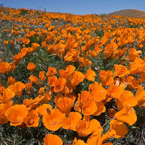 Цветок прекрасно чувствует себя в суровых условиях России