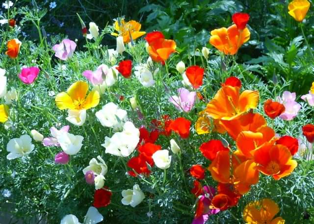 Растение относится к семейству маковых. Всего выделяется 12 видов цветка