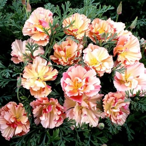 Благодаря стараниям селекционеров выведены растения, обладающие розовыми, карминными, белыми, кремовыми и цветками смешанного окраса