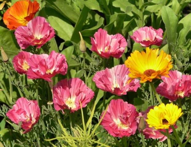 Стоит отметить тот факт, что эшшольция требует сухих почв. Влажные почвы могут привести к тому, что загниют корни