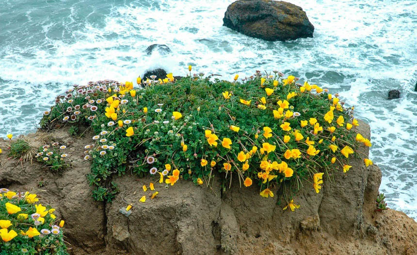 Эшшольция – удивительно красивое растение. Его цветки выглядят потрясающе