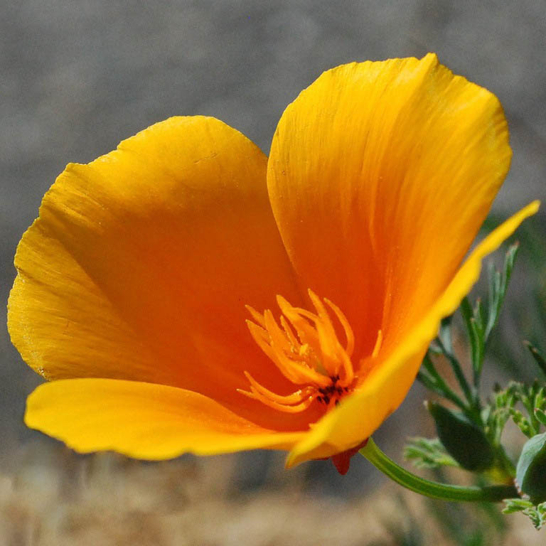 Осенью растение зацветет быстрее, так как данный вариант наиболее близок к природному