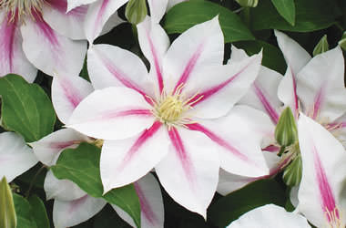 Клематисы: описание многообразия форм, сортов и цвета в Подмосковье