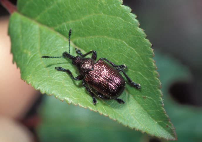 Вишня может сохнуть из-за такого вредителя, как короед