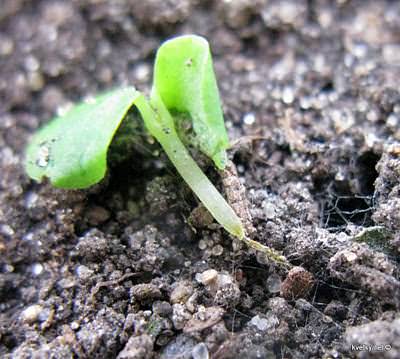 Существует несколько причин, из-за которых рассада петунии может завянуть