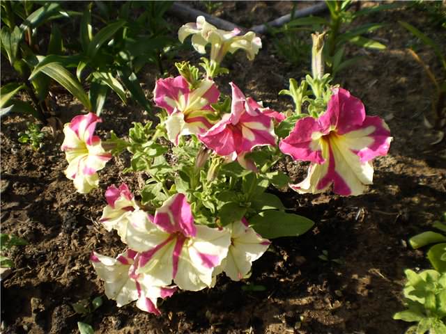 Петуния предъявляет высокие требования к уровню освещенности