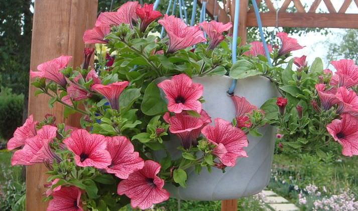 Если петуния высажена в подвесном горшке, причиной увядания может быть пересыхание грунта