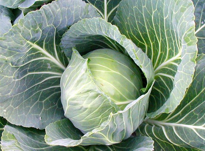 Капуста гибридной формы «Айсберг» является позднеспелой овощной культурой