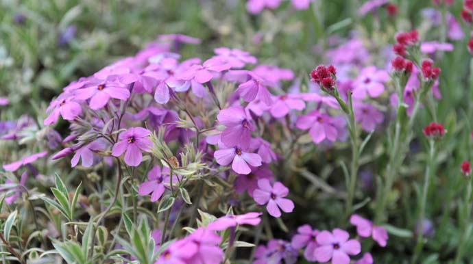 «Вариегата» (Variegata)