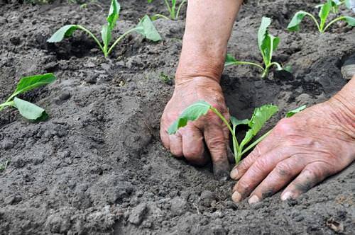 Высаживается капуста «Валентина f1» в открытый грунт после появления на рассаде четырех основных листиков