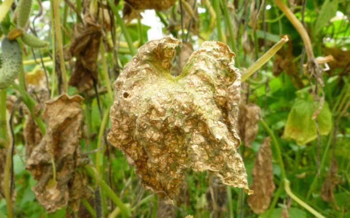 При вирусе огуречной мозаики сохнут листья огурцов 