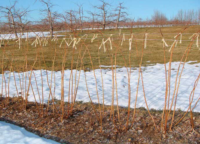 Малинау Гусар полностью не вырезают под зиму
