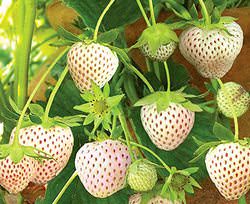 Клубника «Белый швед» — это уникальный крупноплодный сорт садовой земляники