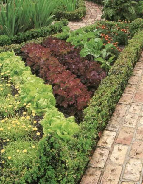 Выбор растений зависит от вкуса и предпочтений хозяина