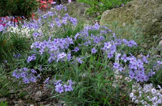 «Стерненсплиттер» (Sternen Splitter)