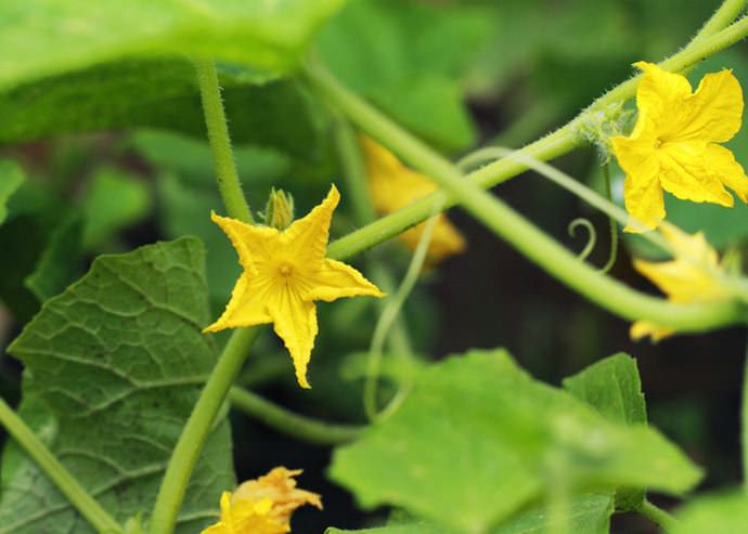 Урожай огурца «Мазай f1» формируется через полтора месяца после всходов