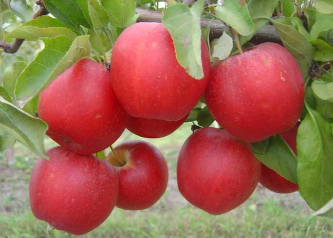 Яблони «Гала» характеризуются высокой урожайностью