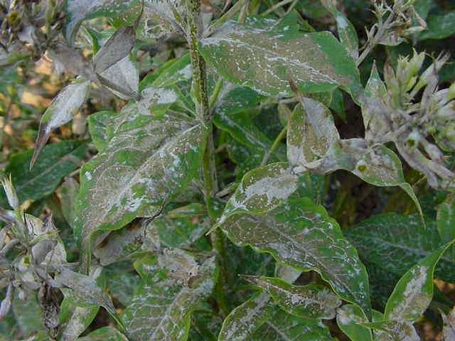 Микоплазменные заболевания флоксов встречаются нечасто, поэтому их сложно распознать