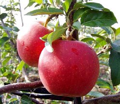 Сорт «Гала» очень популярен