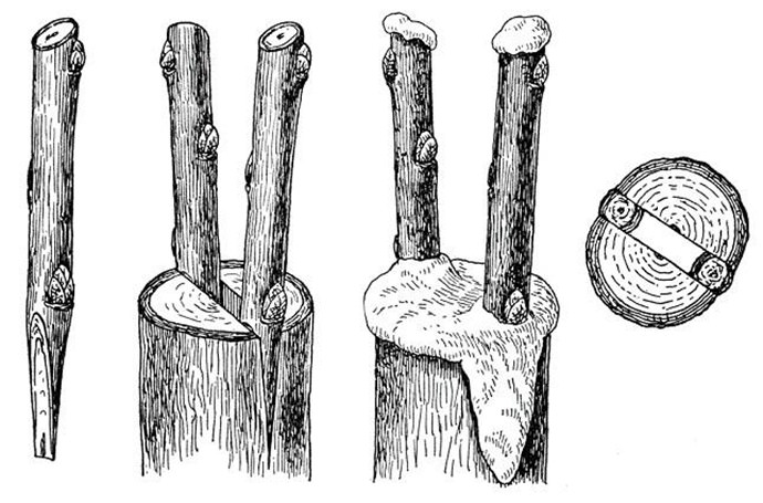 В качестве подвоя можно использовать как ветку, так и пенек, высотой около 15 см от земли