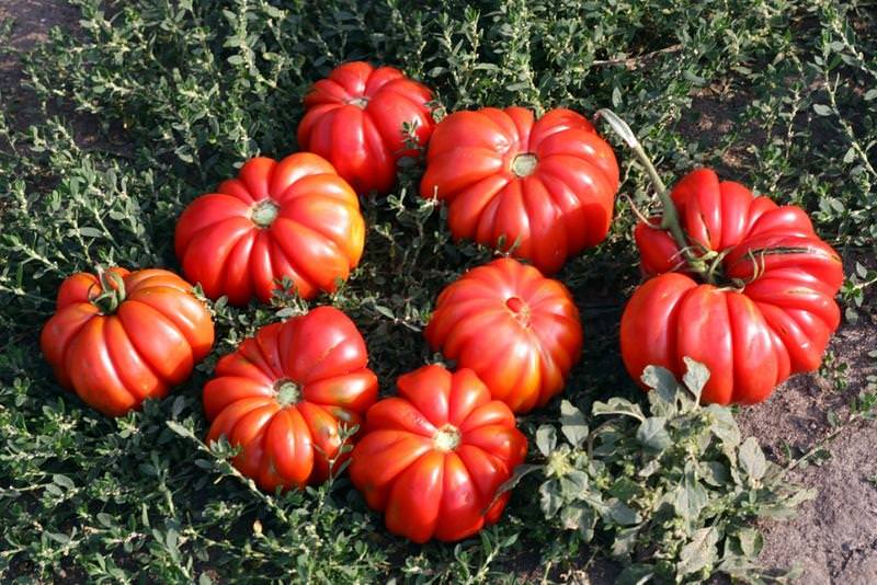 Урожай можно собирать примерно с середины июля