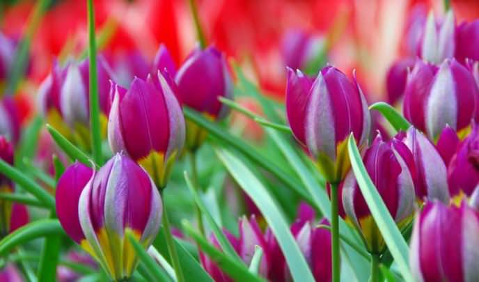 Такие разные тюльпаны