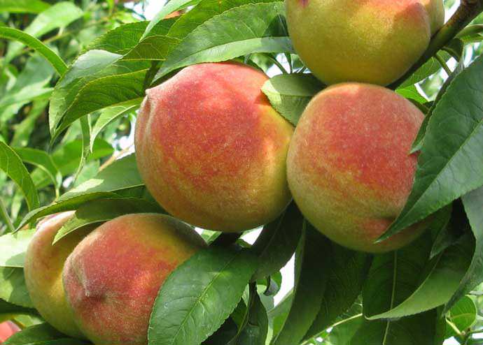 Персик «Киевский ранний» хорошо зарекомендовал себя и в промышленном выращивании, и в дачном садоводстве