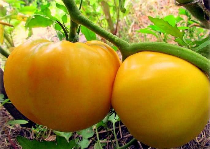 «Гигант лимонный» привлекает огородников своей урожайностью и длительностью плодоношения