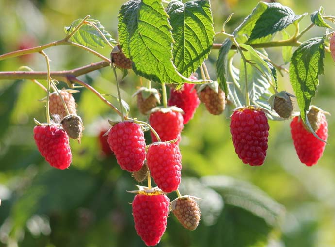 Малина Гусар неприхотлива и проста в выращивании