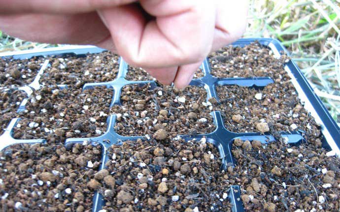 Семена капусты «Валентина f1» высевают в заранее подготовленный почвенный субстрат