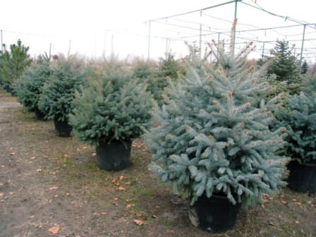 Если вы собираетесь посеять семена голубой ели в емкости – горшки или контейнеры, обязательно приготовьте специальную землесмесь