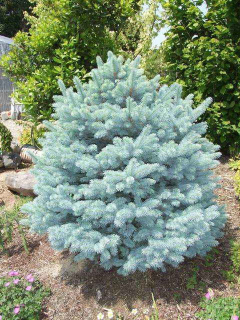 Пересаживаются голубые ели ранней весной, еще до того времени, как саженцы пойдут в рост