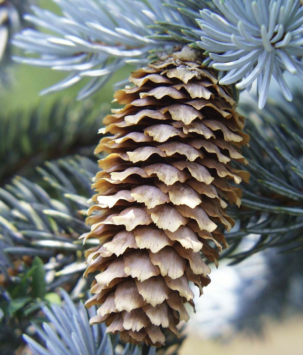 Выращивание голубой ели своими руками – настоящее искусство