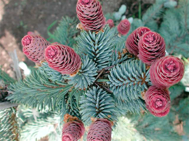 Выращивая сеянцы голубой ели, вы должны не только выгнать их до определенного уровня, но и не потерять в период пересадки, а потому, постарайтесь все сделать правильно