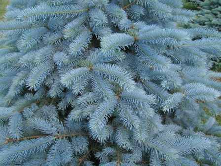 Ухаживайте за всходами голубых елей и соблюдайте агротехнику