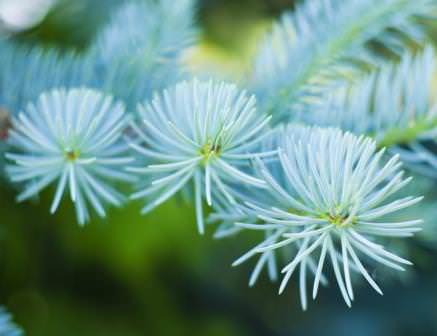 Пересадка елей, обрезка елей и формирование крон — важные этапы ухода