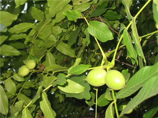 Грецкий орех должен быть на каждой даче