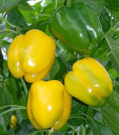 Перец стал привычной для выращивания в теплице овощной культурой