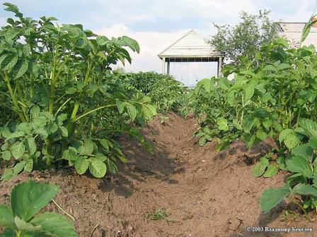 Расстояние между грядками картофеля