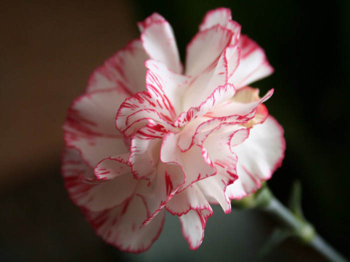 Среди более 400 видов гвоздики есть одно-, двух- и многолетние растения