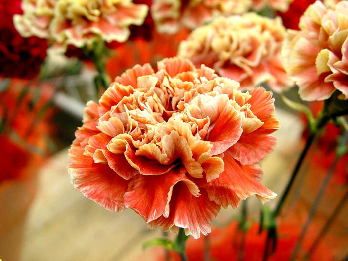 Ремонтантные сорта гвоздики (их особенность – цвести более одного раза в году)